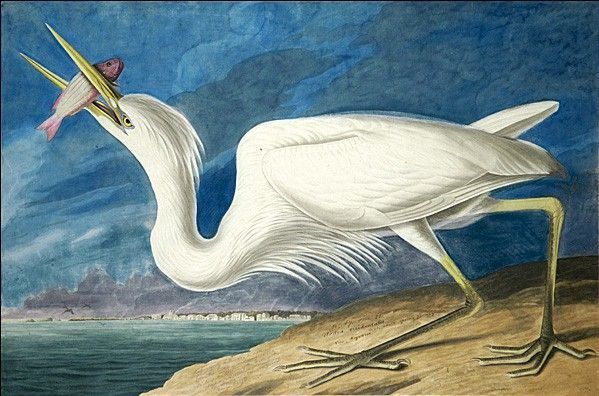 John James Audubon Great White Heron